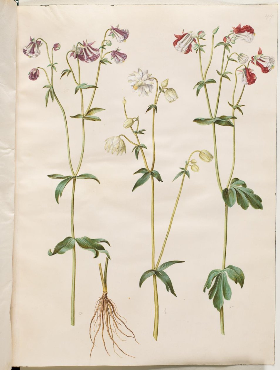 Aquilegia vulgaris (kolumbína obecná) od Hans Simon Holtzbecker