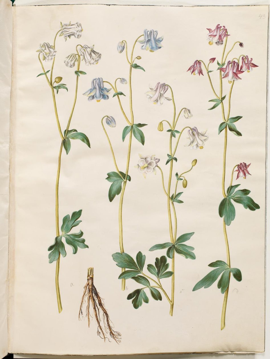 Aquilegia vulgaris (kolumbína obecná) od Hans Simon Holtzbecker