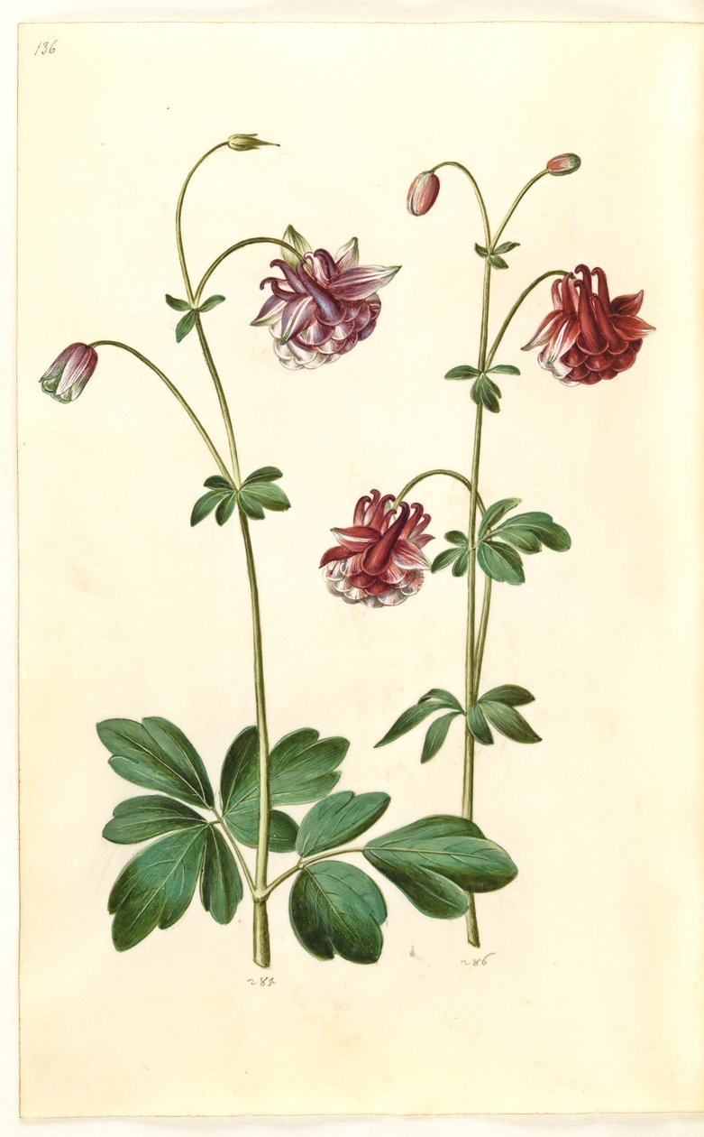 Aquilegia vulgaris (kolumbína obecná) od Hans Simon Holtzbecker