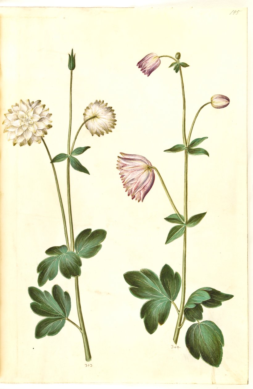 Aquilegia vulgaris (kolumbína obecná) od Hans Simon Holtzbecker