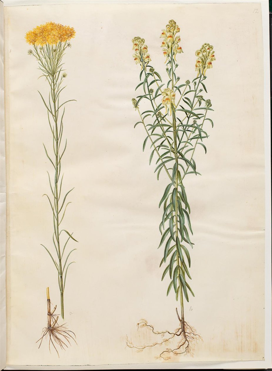 Aster linosyris (zlatovlasé astry); Linaria vulgaris (treska obecná) od Hans Simon Holtzbecker