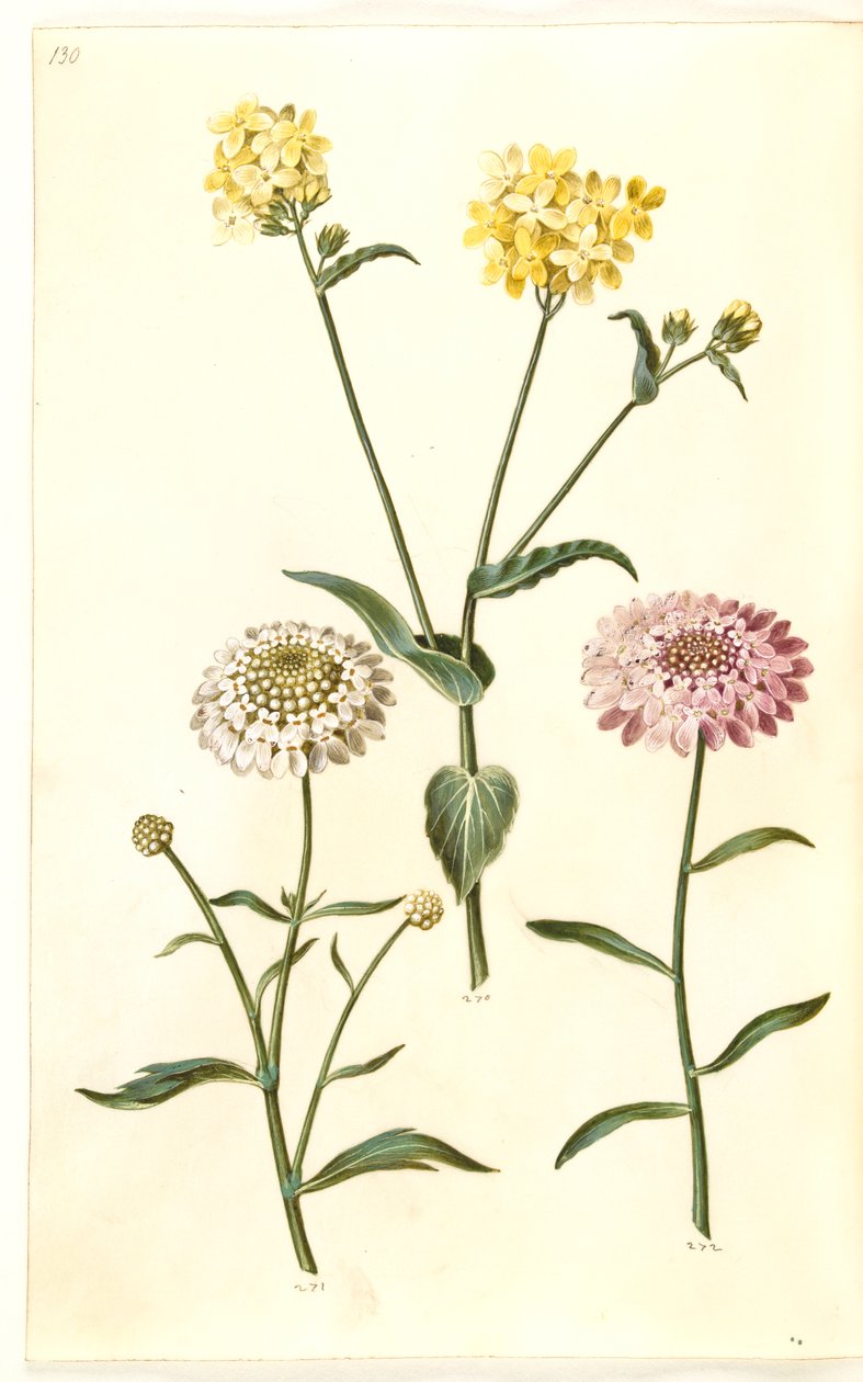Brassica napus (řepka); Iberis amara (hořký luk) od Hans Simon Holtzbecker