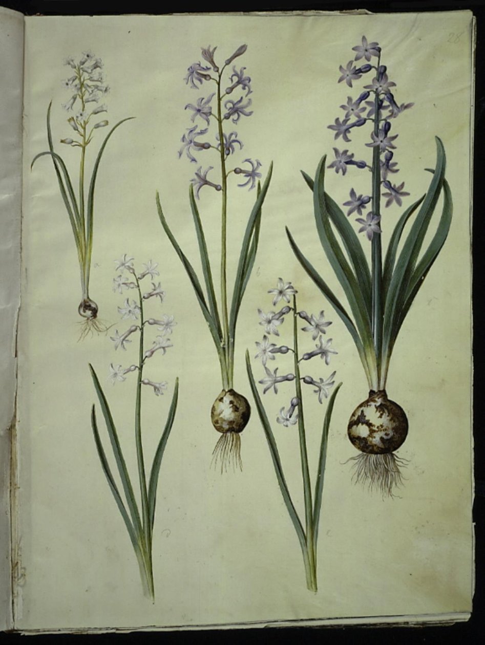 Brimeura amethystina (pyrenejská modř); Orientální hyacint (Almindelig hyacint) od Hans Simon Holtzbecker