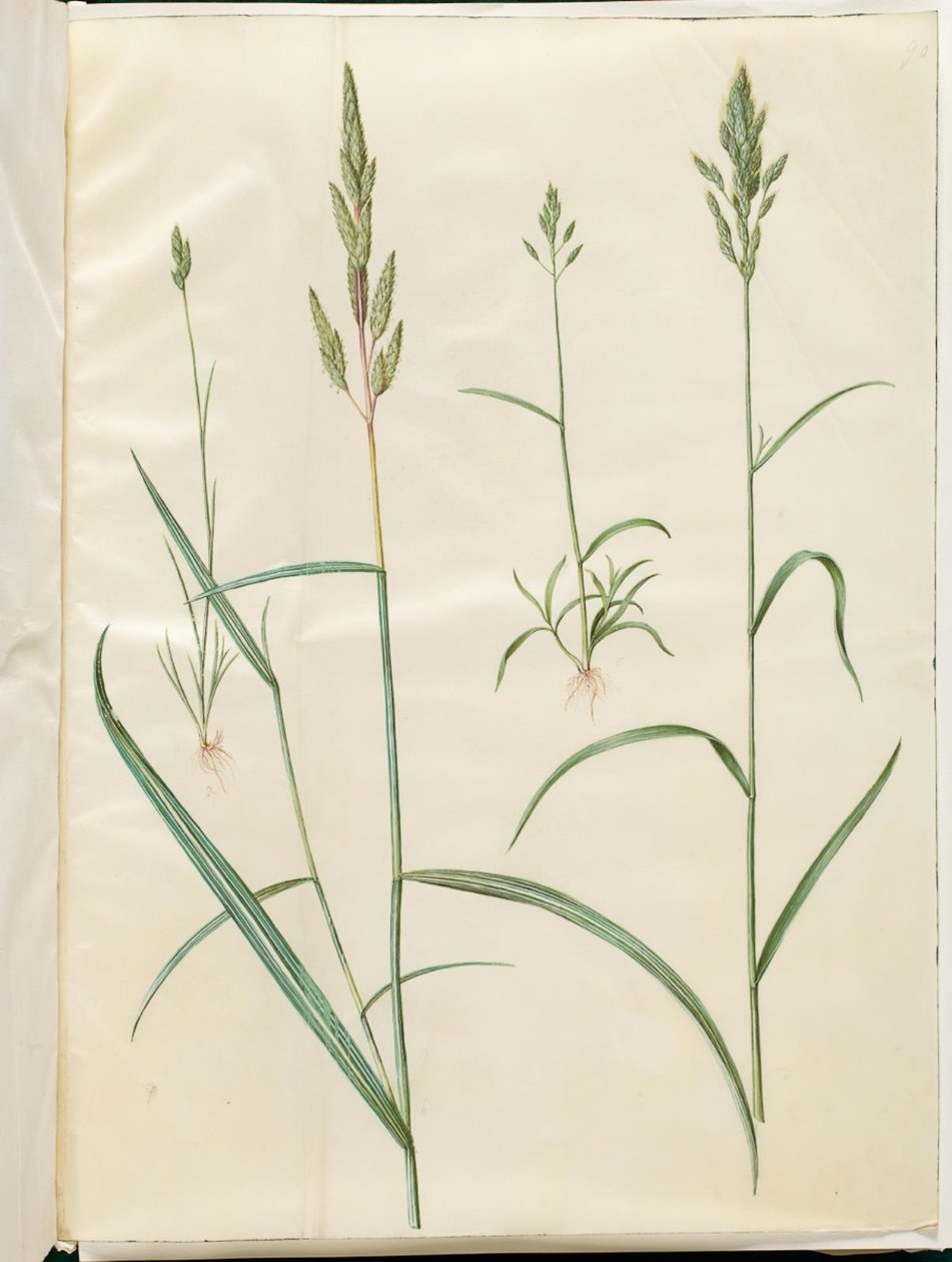 Bromus ječmen (blød hejre); Phalaris arundinacea od Hans Simon Holtzbecker