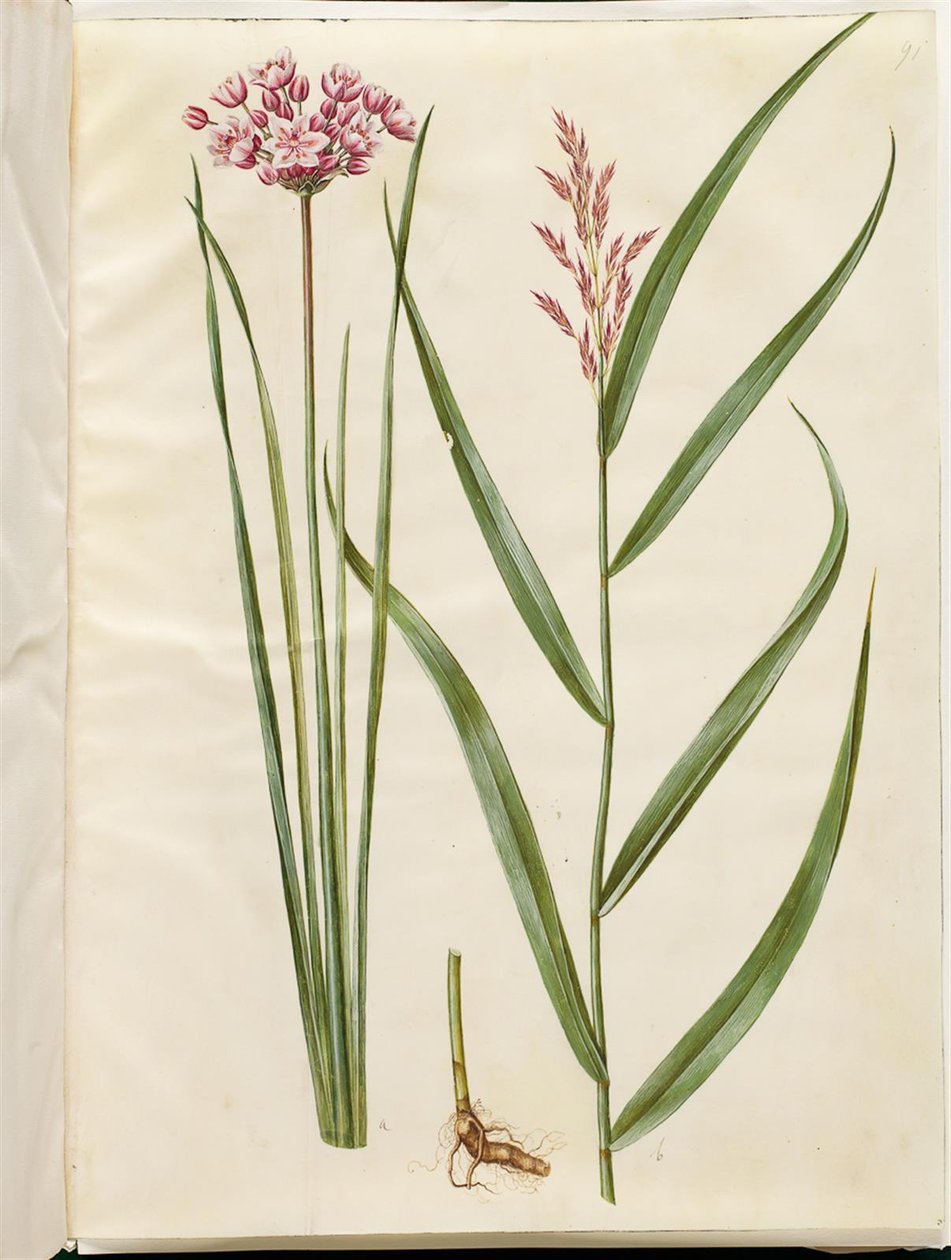 Butomus umbellatus (svíce nevěsty); Phragmites australis (rákos obecný) od Hans Simon Holtzbecker