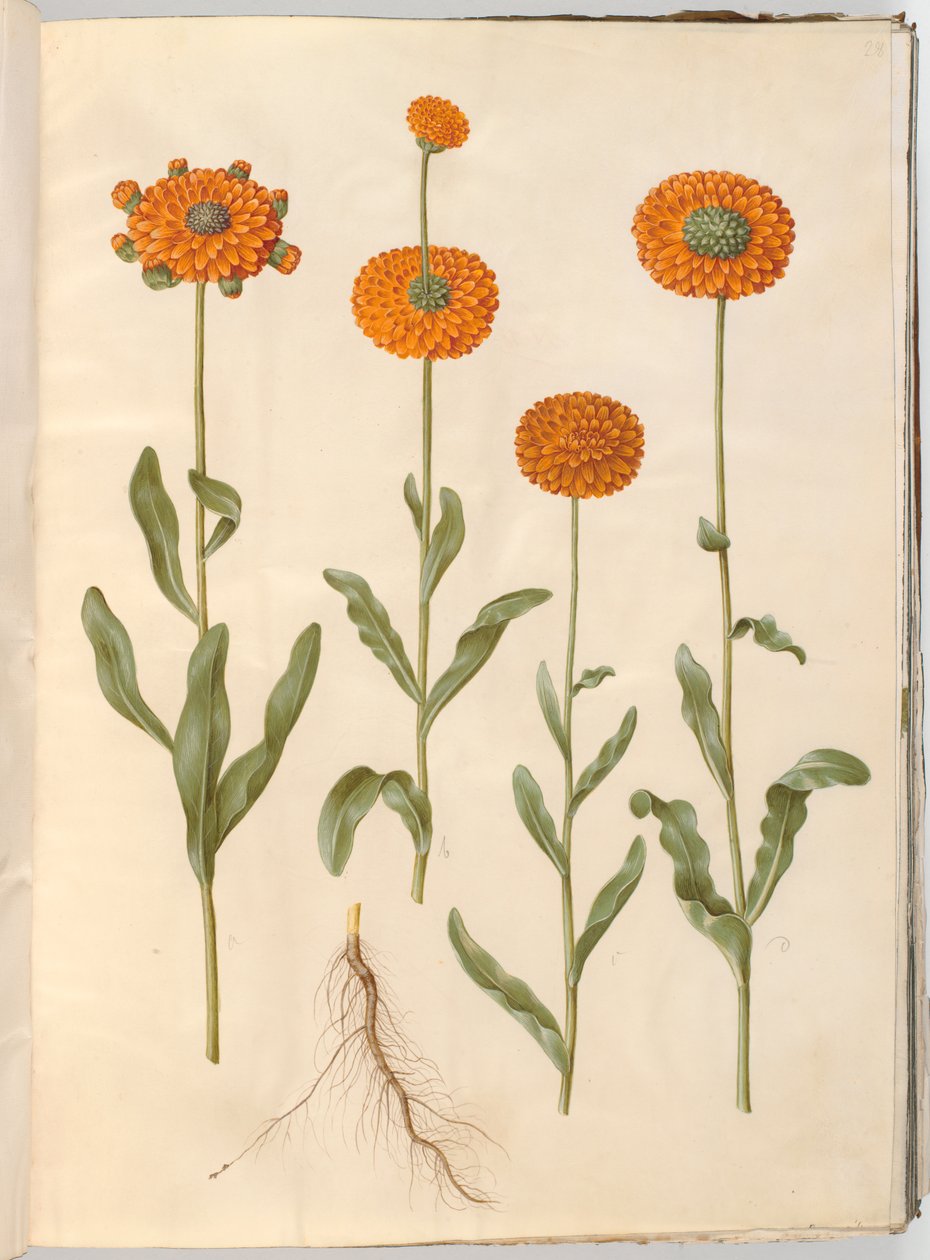 Calendula officinalis (měsíček zahradní) od Hans Simon Holtzbecker