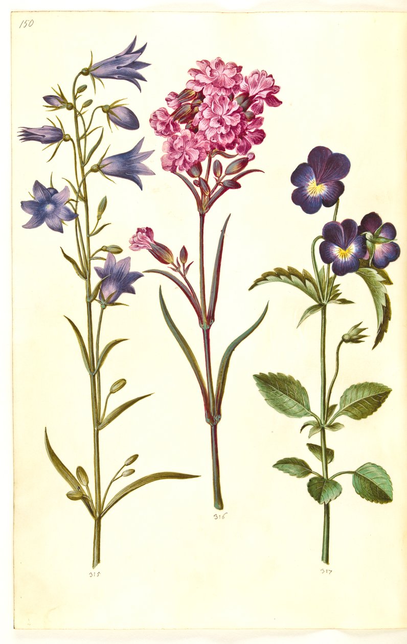 Campanula rotundifolia (zvonek); Silene viscaria (hřebíček obecný); Viola tricolor (maceška obecná) od Hans Simon Holtzbecker