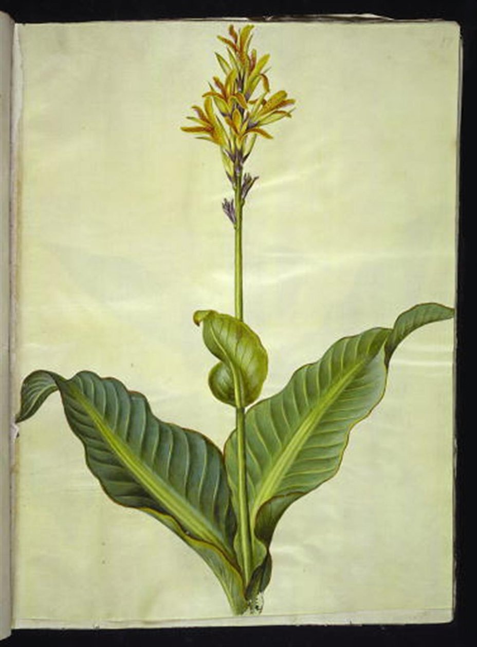 Canna indica (jedlá canna) od Hans Simon Holtzbecker