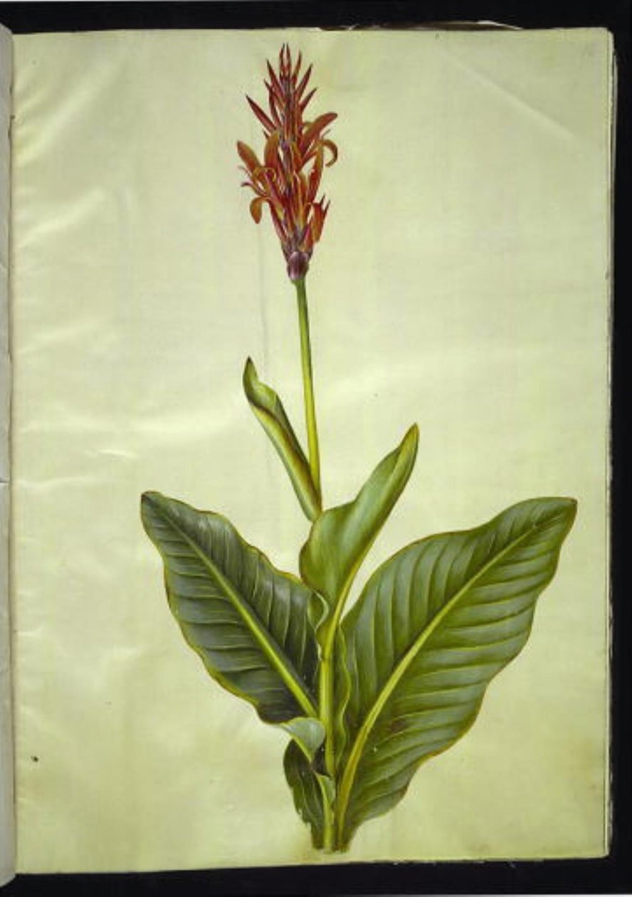 Canna indica (jedlá canna) od Hans Simon Holtzbecker
