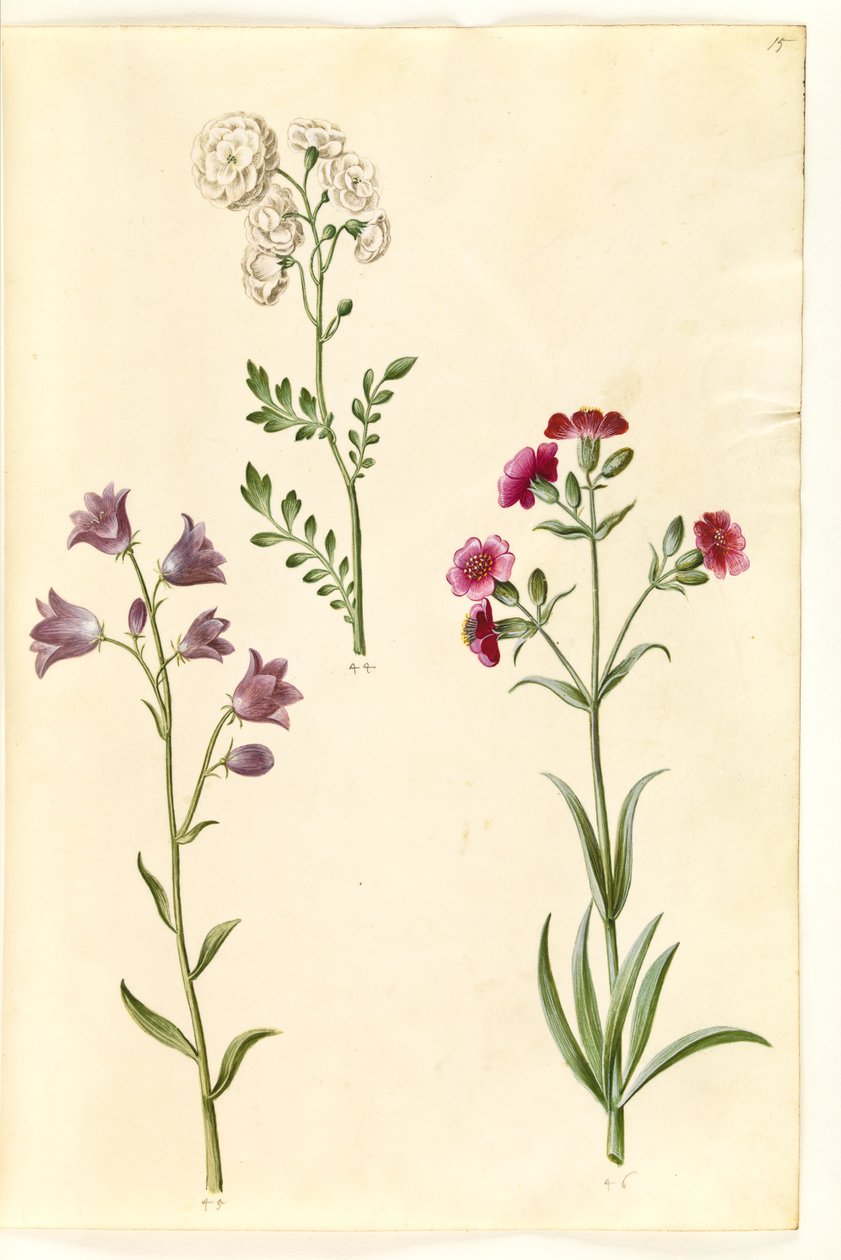 Cardamine pratensis (řeřicha luční); Campanula rotundifolia (?) (zvonek trpící); Silene vulgaris (?) (můra močového měchýře) od Hans Simon Holtzbecker