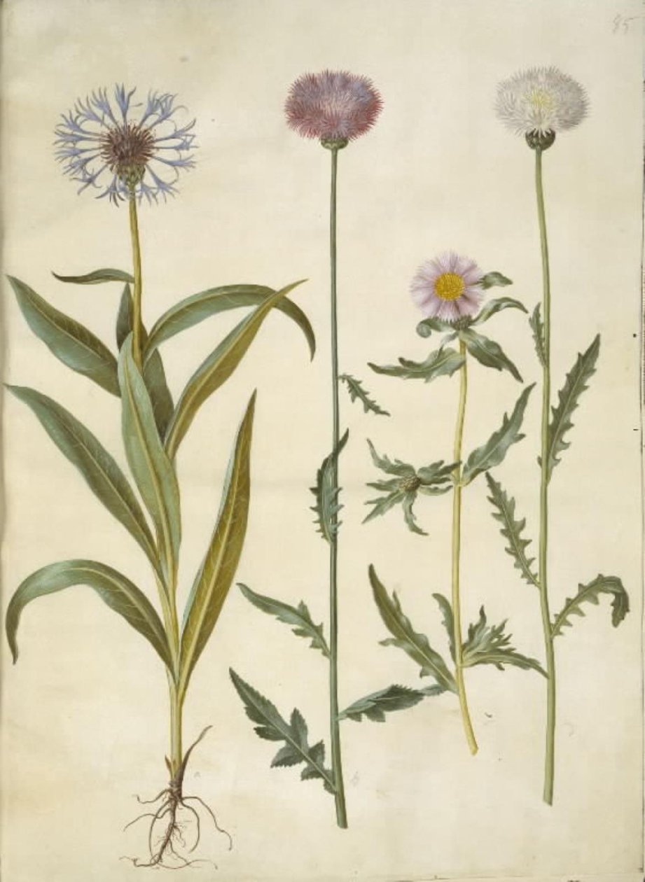 Centaurea montana (křídlatka horská); Amberboa moschata (sultán vůně) od Hans Simon Holtzbecker