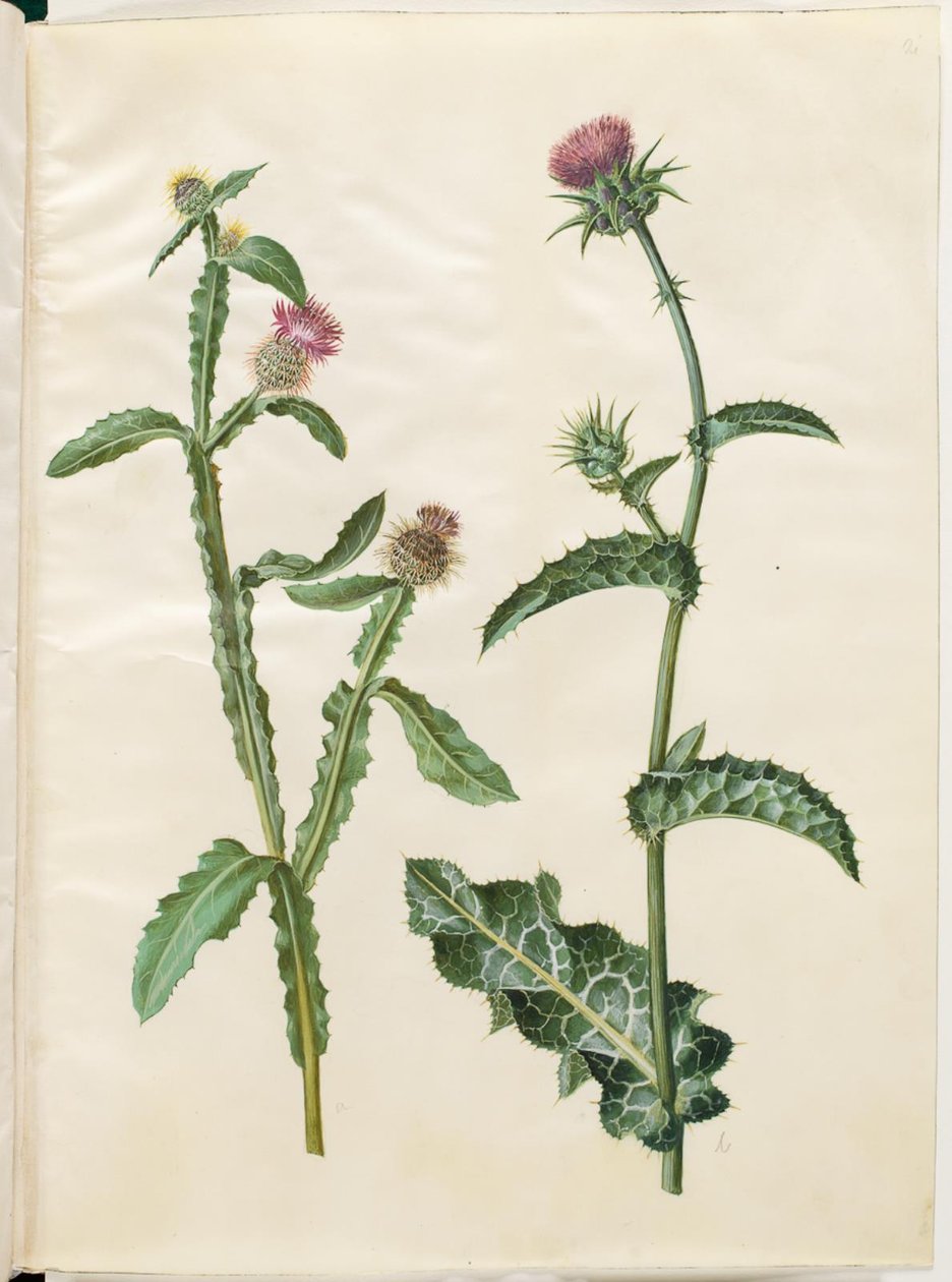 Centaurea seridis; Silybum marianum (ostropestřec mariánský) od Hans Simon Holtzbecker