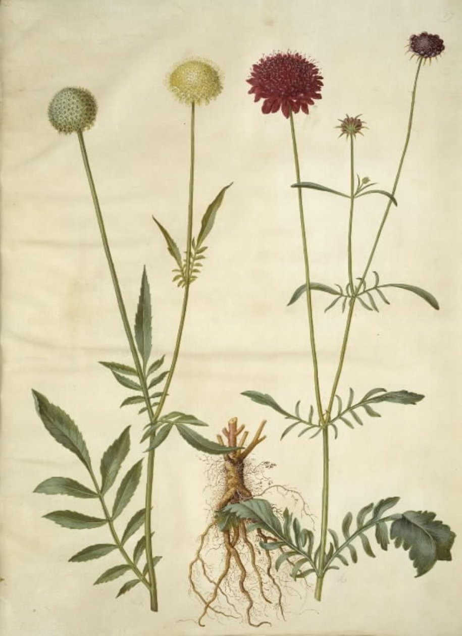 Cephalaria leucantha (bílá šupinatá hlava); Scabiosa atropurpurea (květ vdova) od Hans Simon Holtzbecker