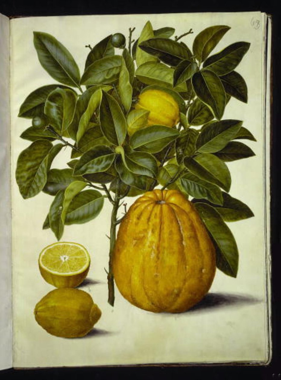 Citrus limon (běžný citron); Citrus maxima (grapefruit) od Hans Simon Holtzbecker