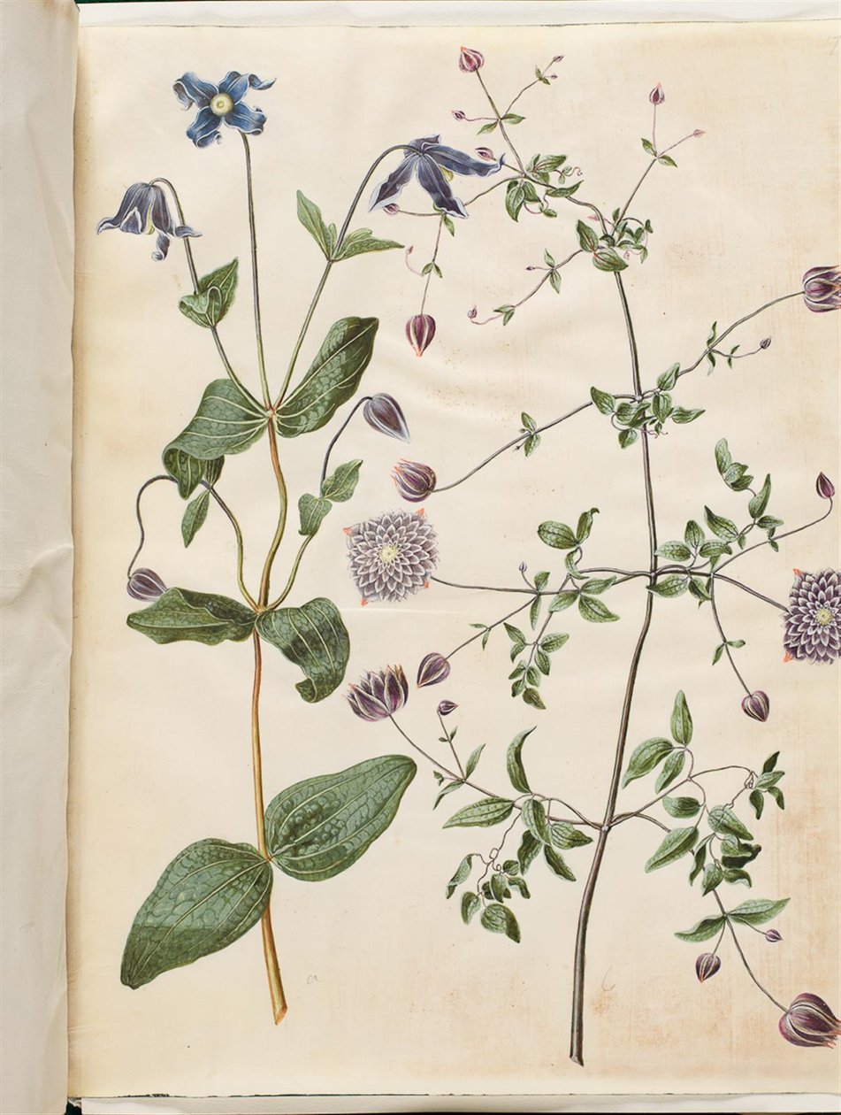 Clematis integrifolia (modrý vytrvalý plamének); Clematis viticella (italská liána) od Hans Simon Holtzbecker