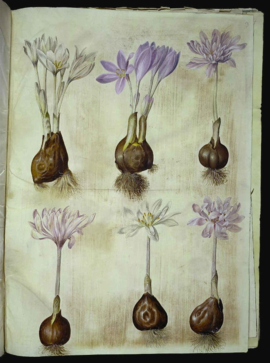 Colchicum autumnale (høst-tidløs) od Hans Simon Holtzbecker