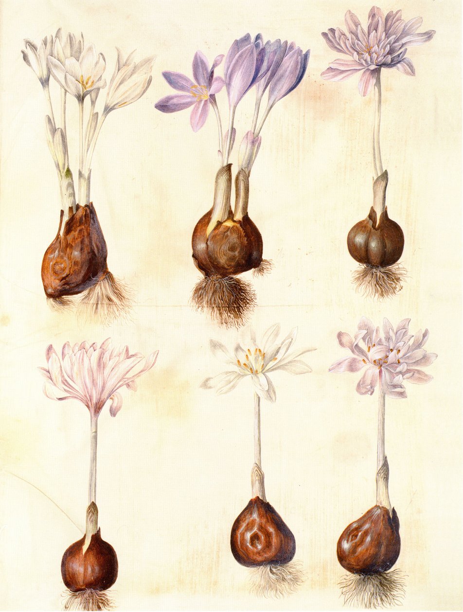 Colchicum autumnale od Hans Simon Holtzbecker