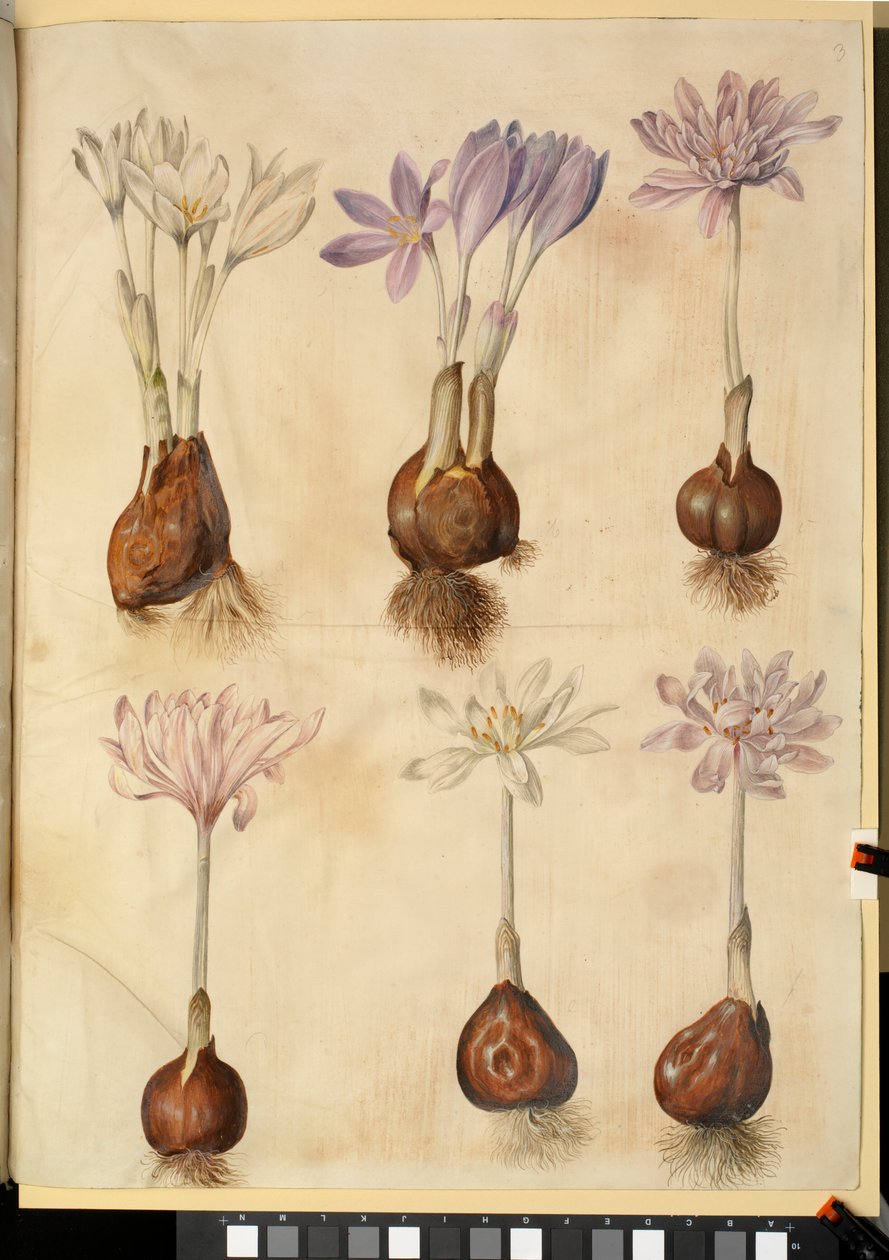 Colchicum autumnale od Hans Simon Holtzbecker
