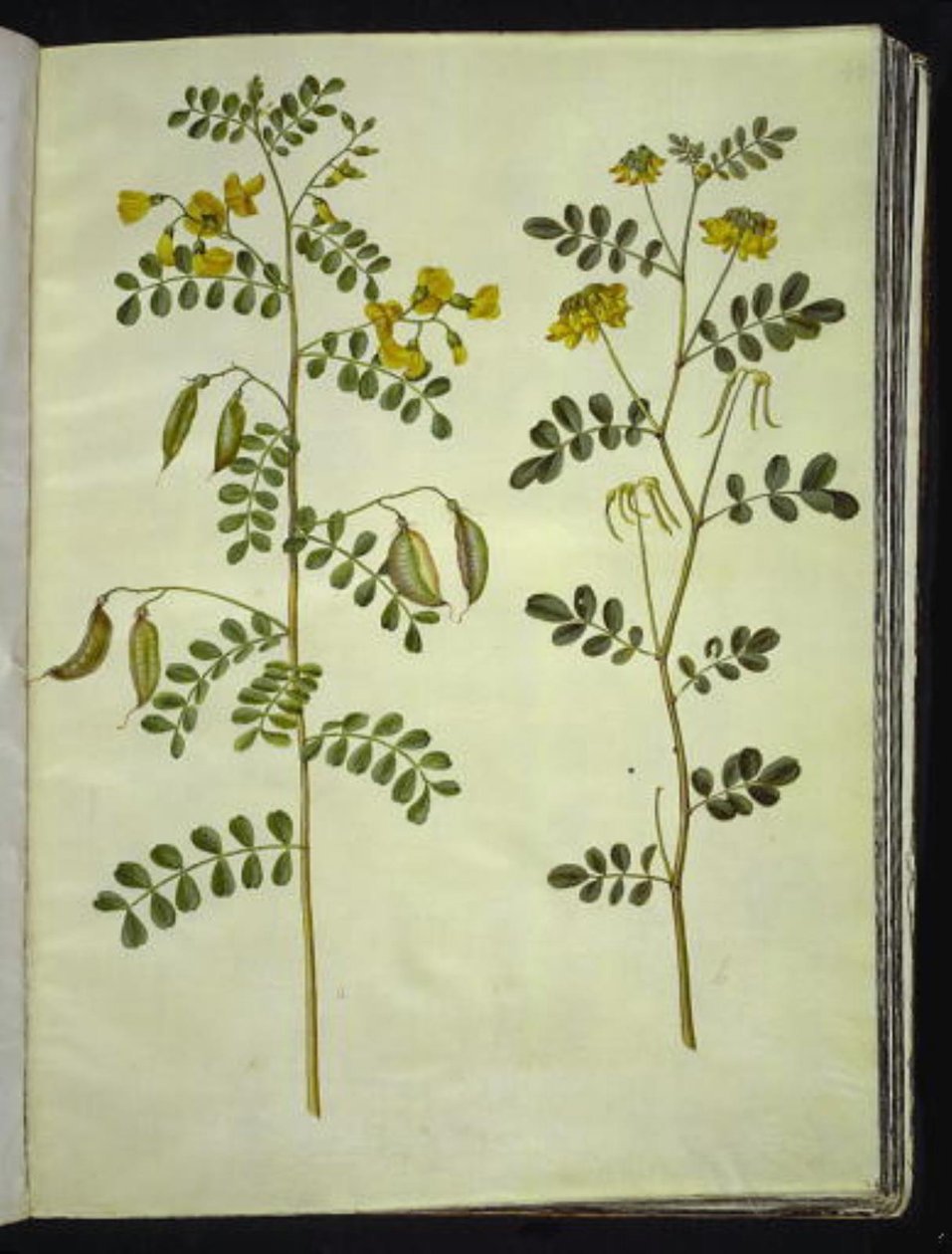Colutea arborescens (měchýřník obecný); Hippocrepis emerus (keřová podkova) od Hans Simon Holtzbecker