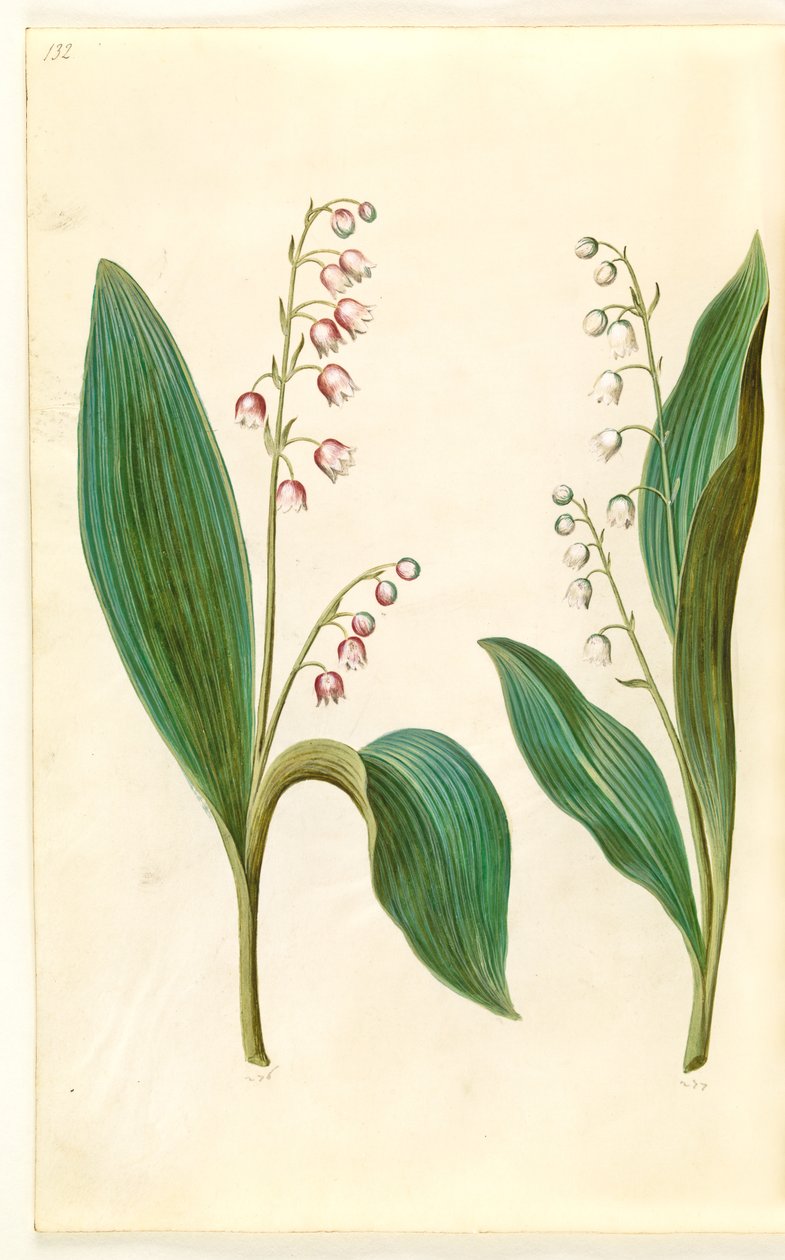 Convallaria majalis rosea (červená konvalinka); Convallaria majalis (konvalinka) od Hans Simon Holtzbecker
