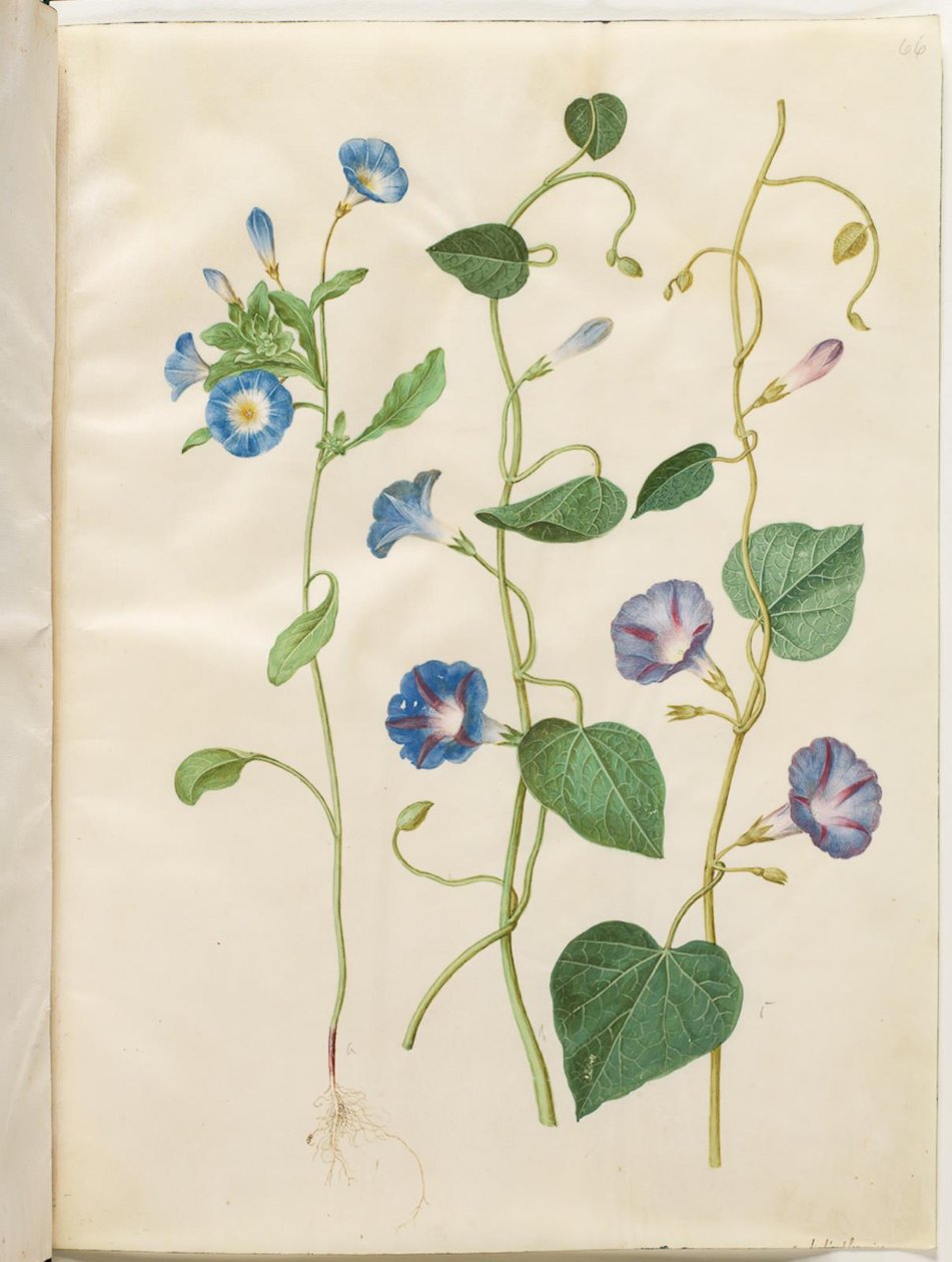 Convolvulus tricolor (dívčí sukně); Ipomoea purpurea (magnólie nachová) od Hans Simon Holtzbecker