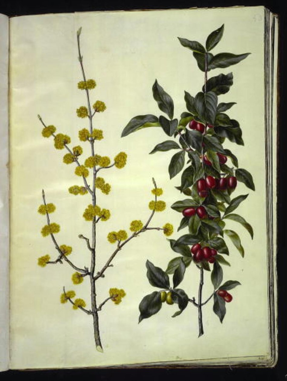 Cornus mas (dřín třešňový) od Hans Simon Holtzbecker