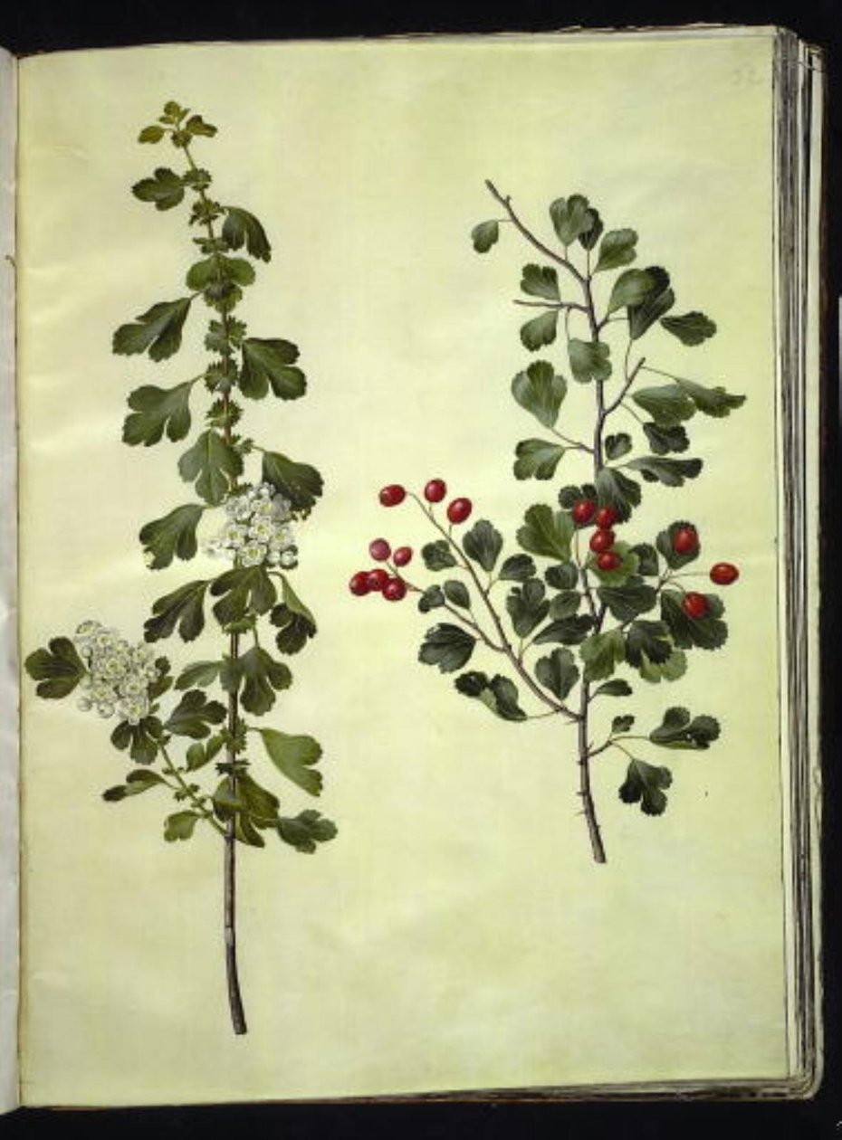 Crataegus laevigata (hloh obecný) od Hans Simon Holtzbecker