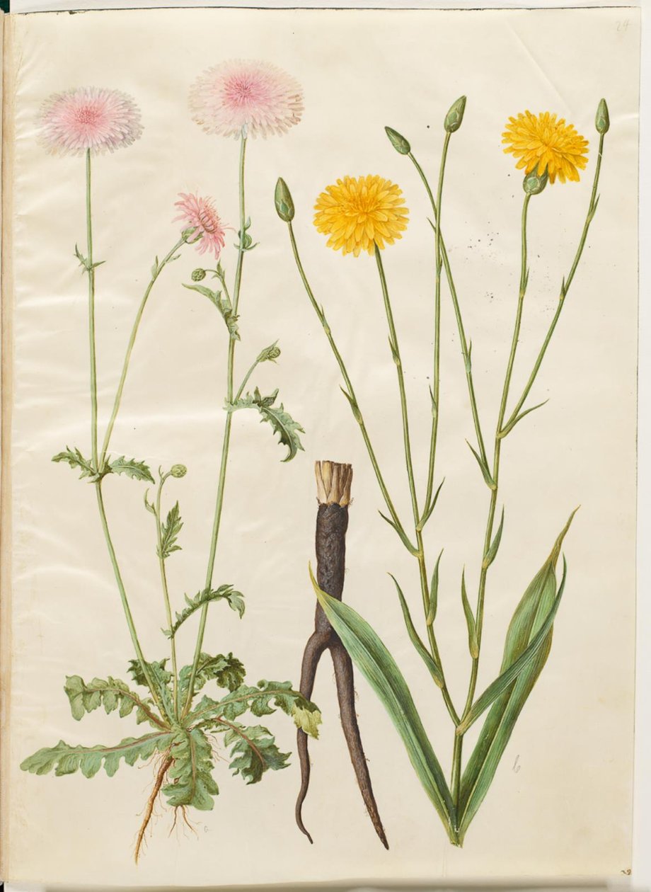 Crepis rubra (jestřábník červený); Scorzonera hispanica (zahradní scorzones) od Hans Simon Holtzbecker