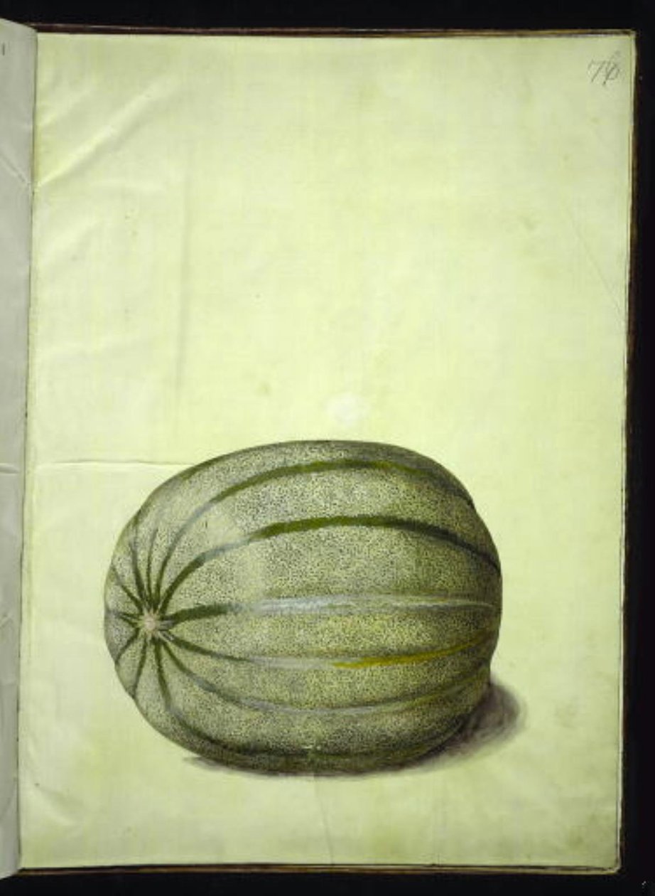 Cucumis melo (meloun) od Hans Simon Holtzbecker