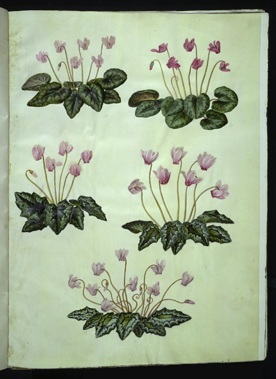 Cyclamen purpurascens (pravá alpská fialka); Cyclamen hederifolium (břečťan alpská fialka) od Hans Simon Holtzbecker