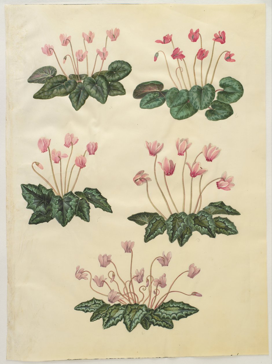 Cyclamen purpurascens; Cyclamen hederifolium od Hans Simon Holtzbecker