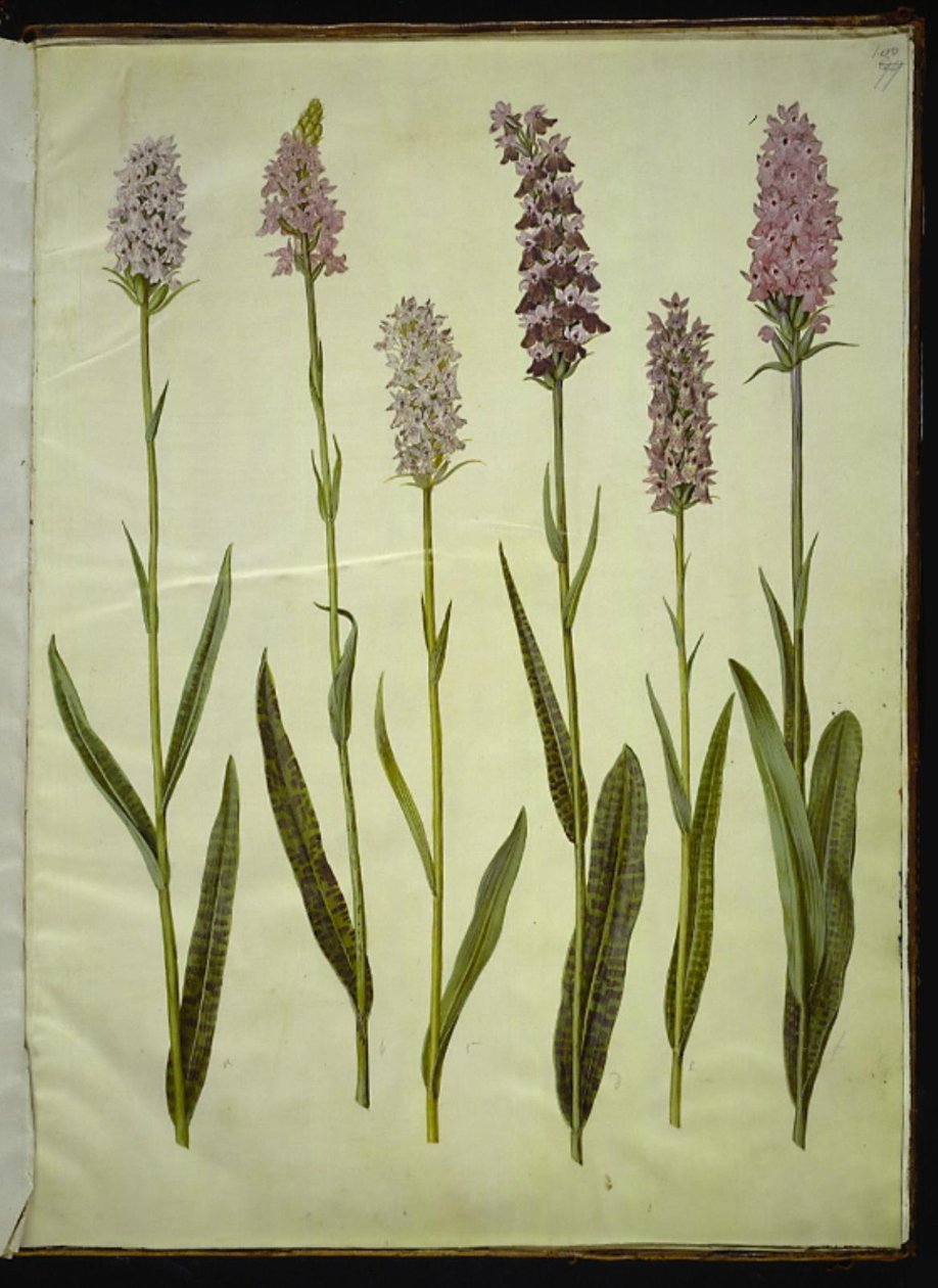 Dactylorhiza maculata (bylina kukačky skvrnité) od Hans Simon Holtzbecker