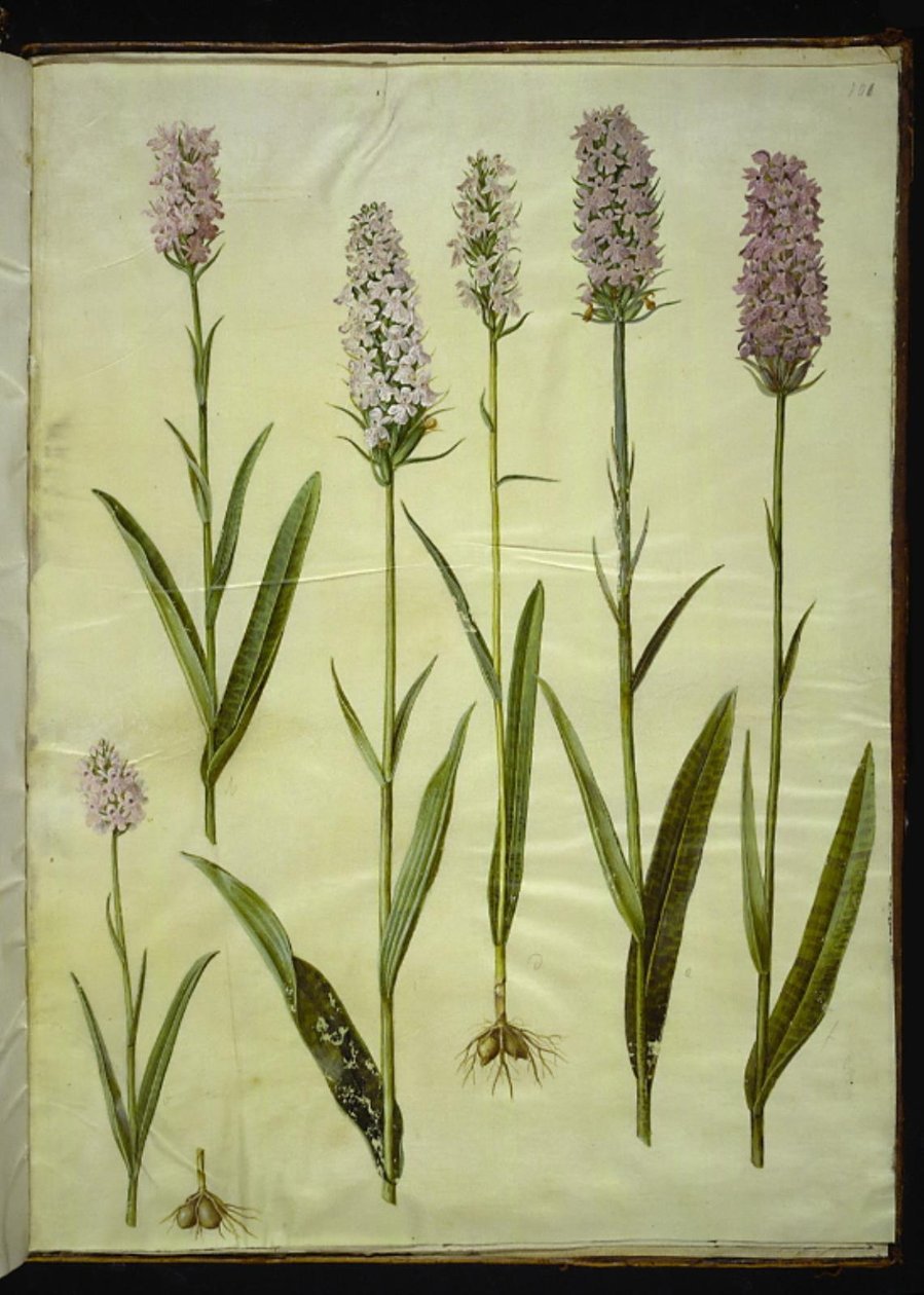 Dactylorhiza maculata (bylina kukačky skvrnité) od Hans Simon Holtzbecker