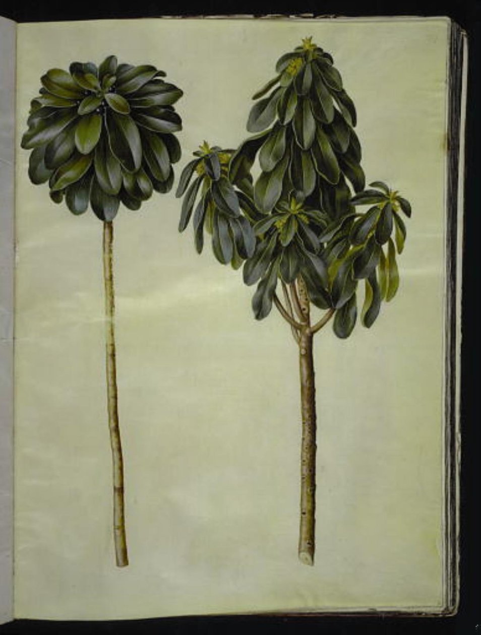 Daphne laureola (laurel-daphne) od Hans Simon Holtzbecker