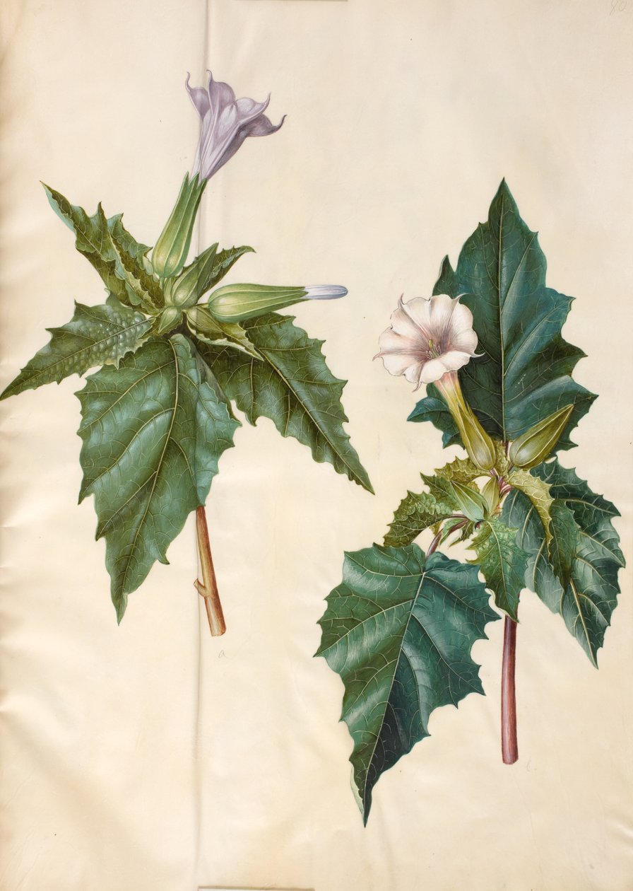 Datura stramonium (obyčejné dívčí jablko) od Hans Simon Holtzbecker