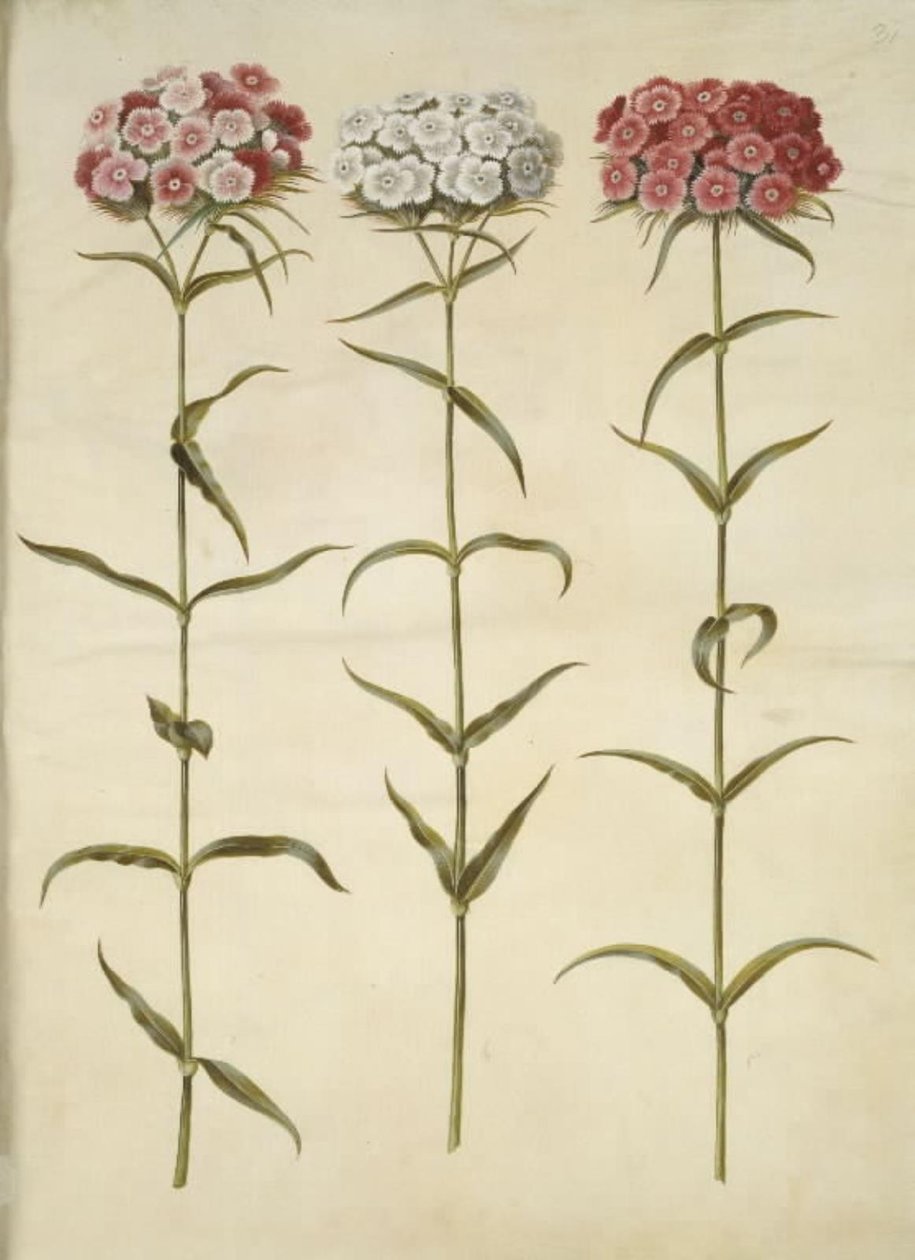 Dianthus barbatus (studentský karafiát) od Hans Simon Holtzbecker