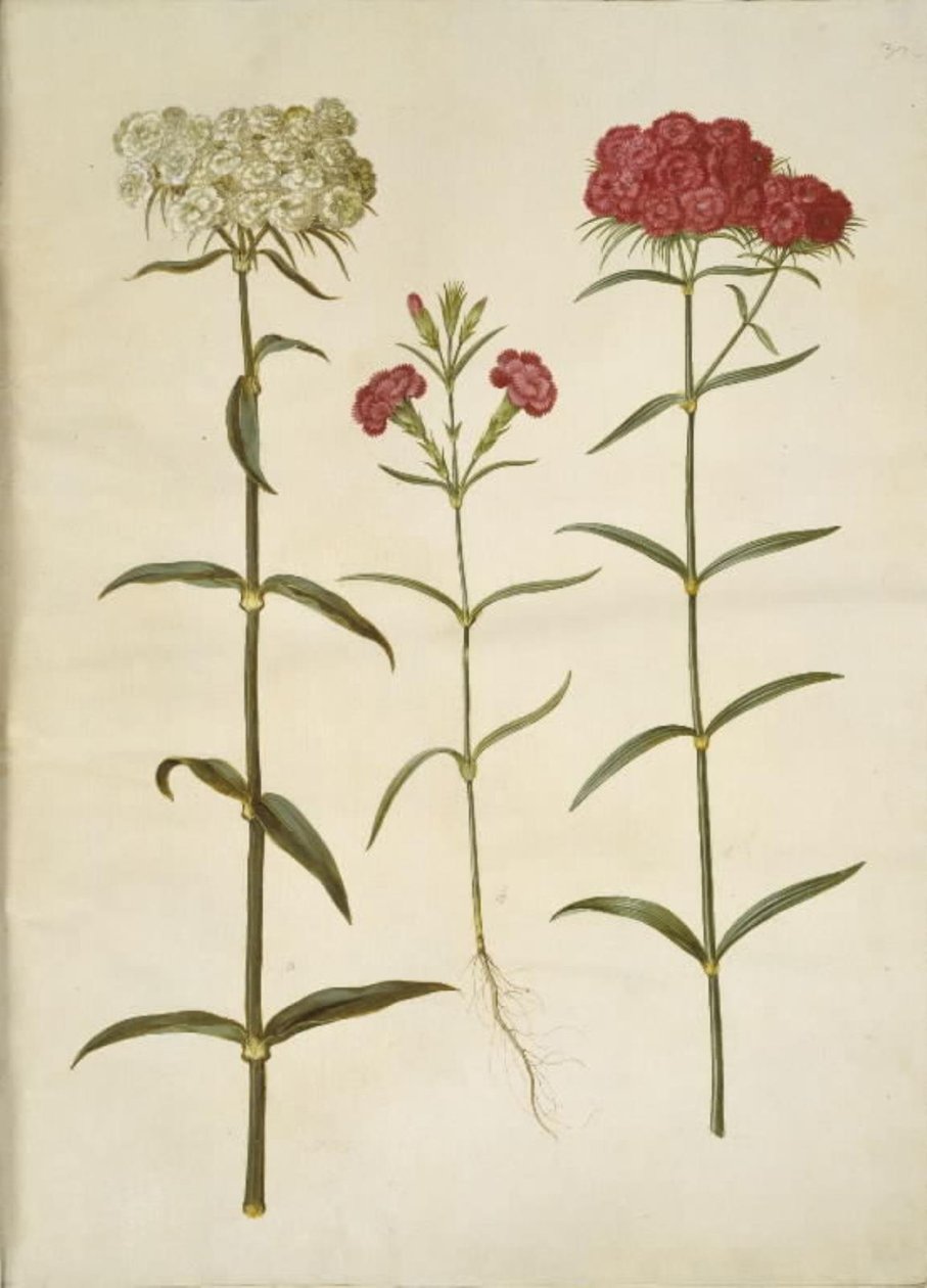 Dianthus barbatus (studentský karafiát); Dianthus (druh karafiátu) od Hans Simon Holtzbecker