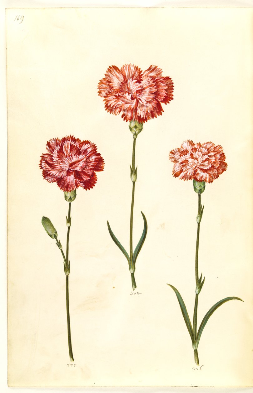 Dianthus caryophyllus (zahradní karafiát) od Hans Simon Holtzbecker