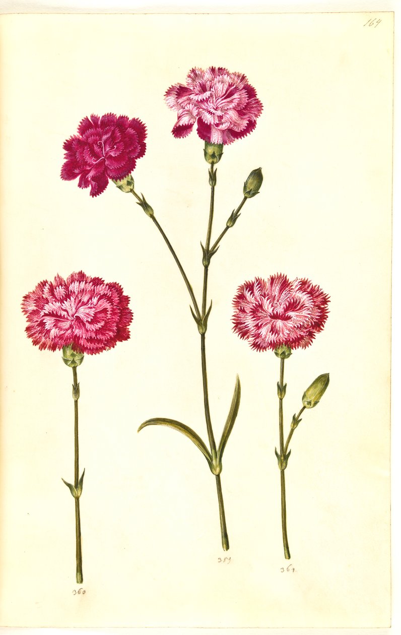Dianthus caryophyllus (zahradní karafiát) od Hans Simon Holtzbecker