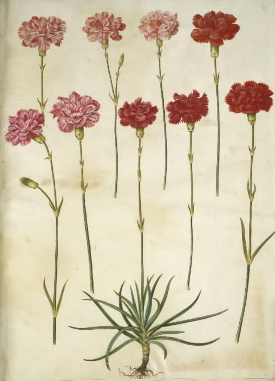 Dianthus caryophyllus (zahradní karafiát) od Hans Simon Holtzbecker