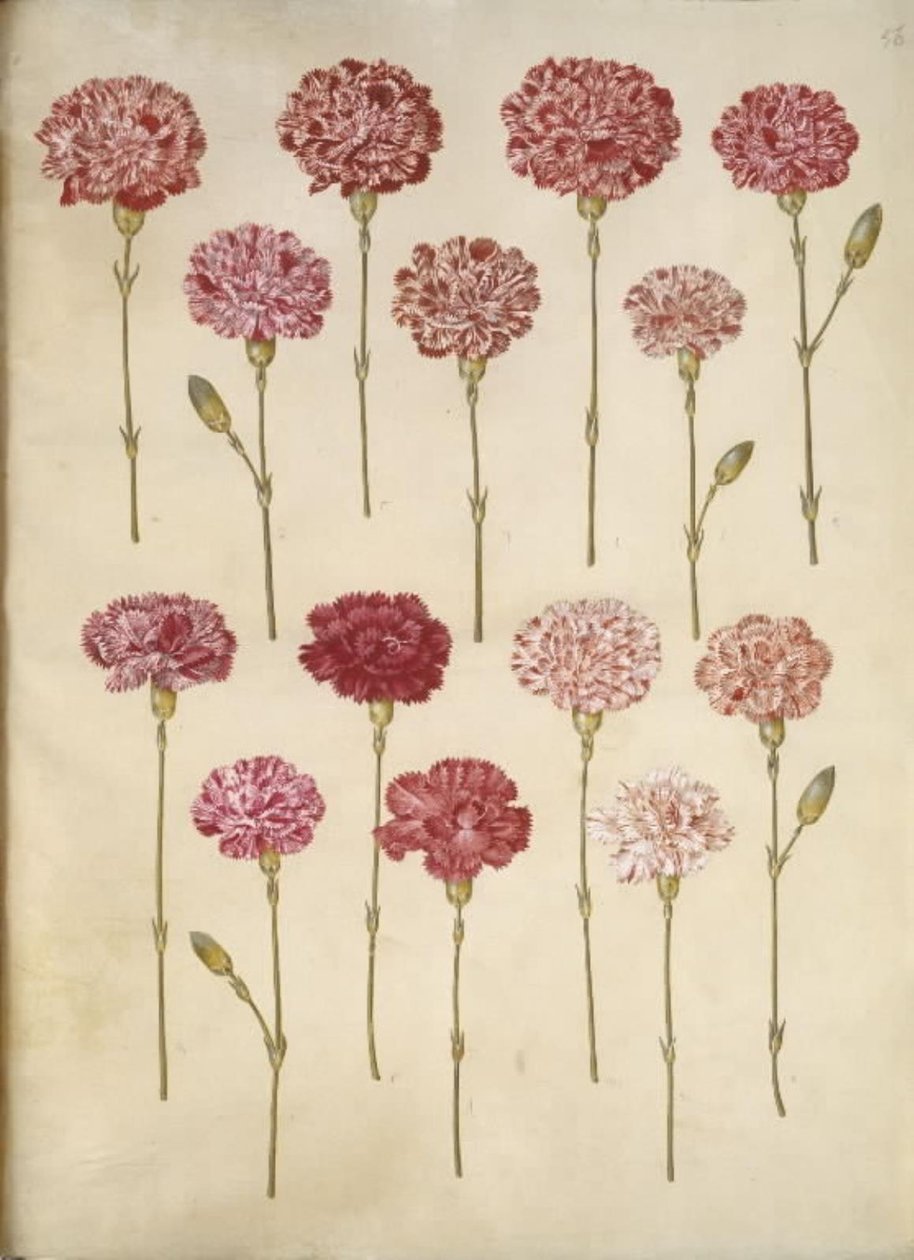 Dianthus caryophyllus (zahradní karafiát) od Hans Simon Holtzbecker