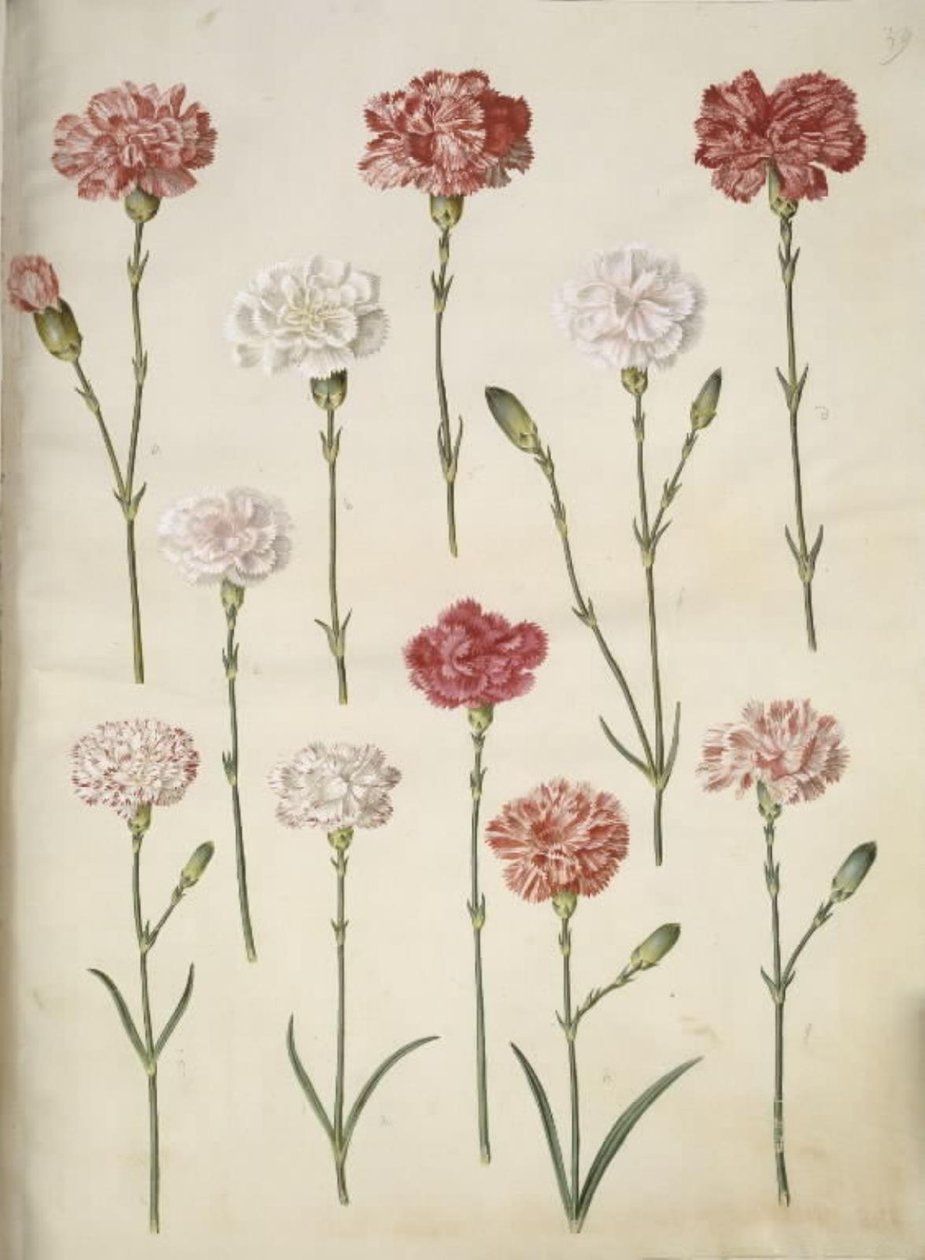 Dianthus caryophyllus (zahradní karafiát) od Hans Simon Holtzbecker