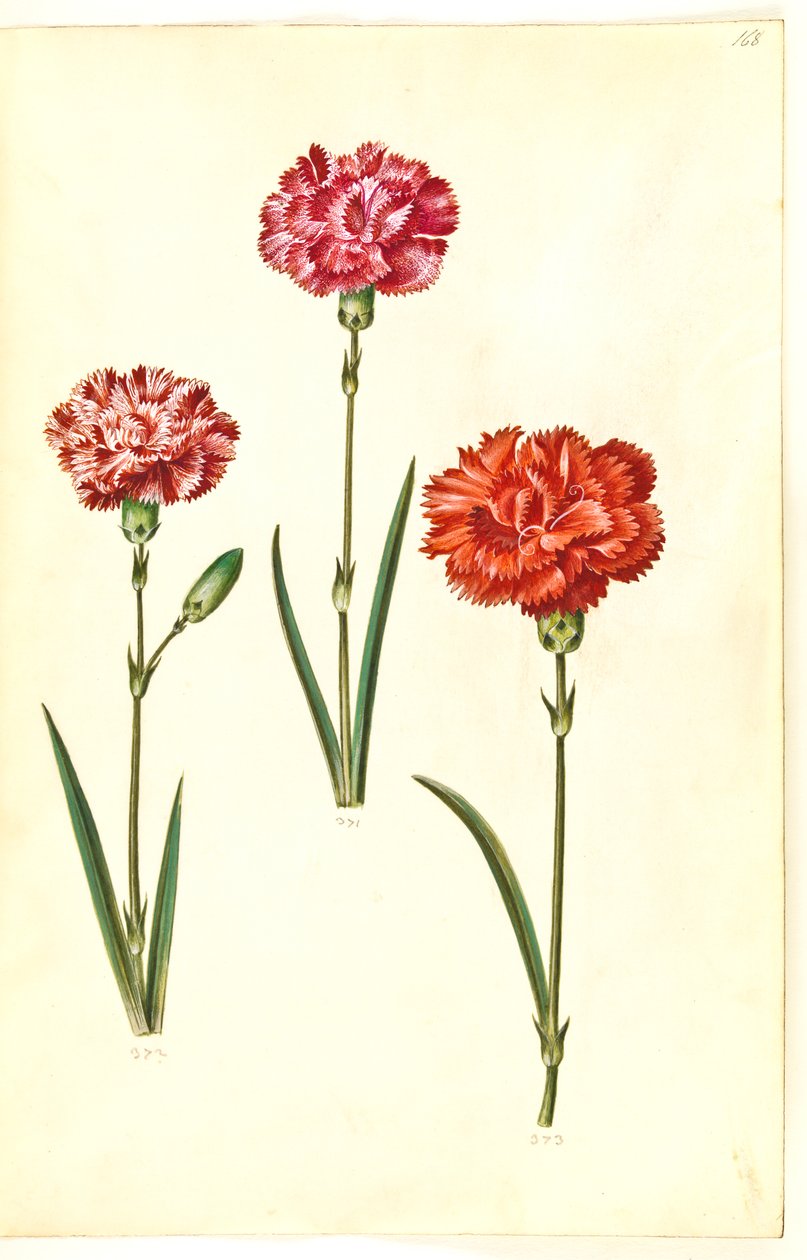 Dianthus caryophyllus (zahradní karafiát) od Hans Simon Holtzbecker