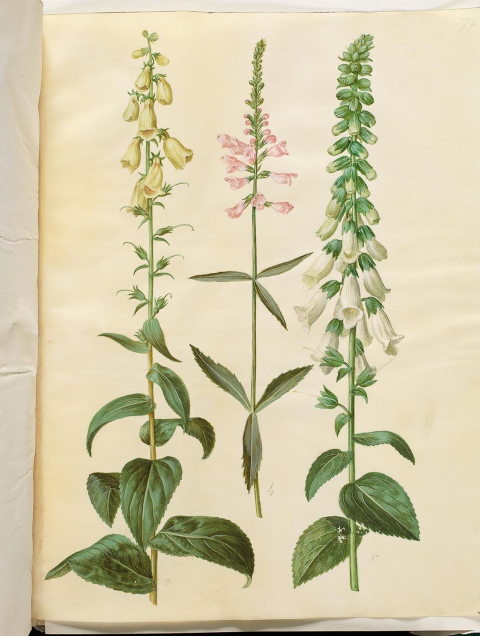 Digitalis grandiflora (náprstník velkokvětý); Physostegia virginiana (Physostegia virginiana); Digitalis purpurea (digitalista obyčejný) od Hans Simon Holtzbecker