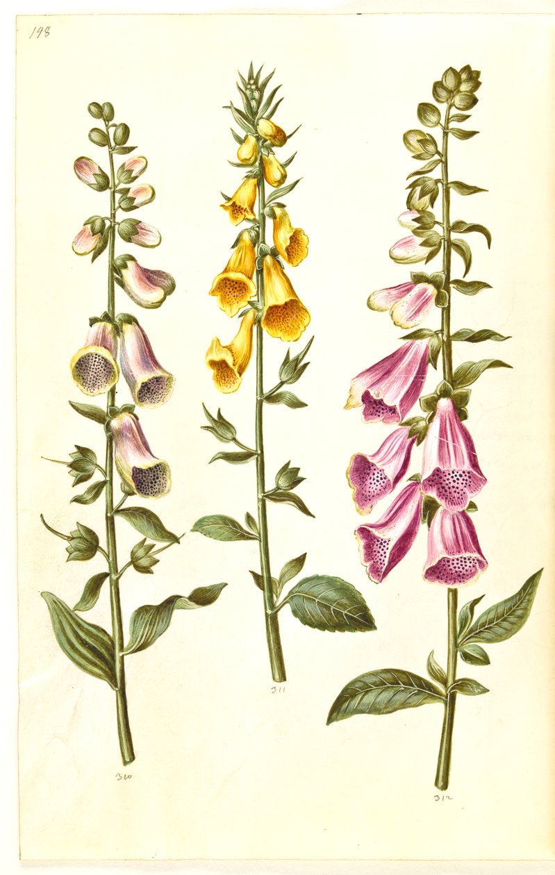 Digitalis purpurea (náprstník obecný); Digitalis grandiflora (náprstník velkokvětý) od Hans Simon Holtzbecker