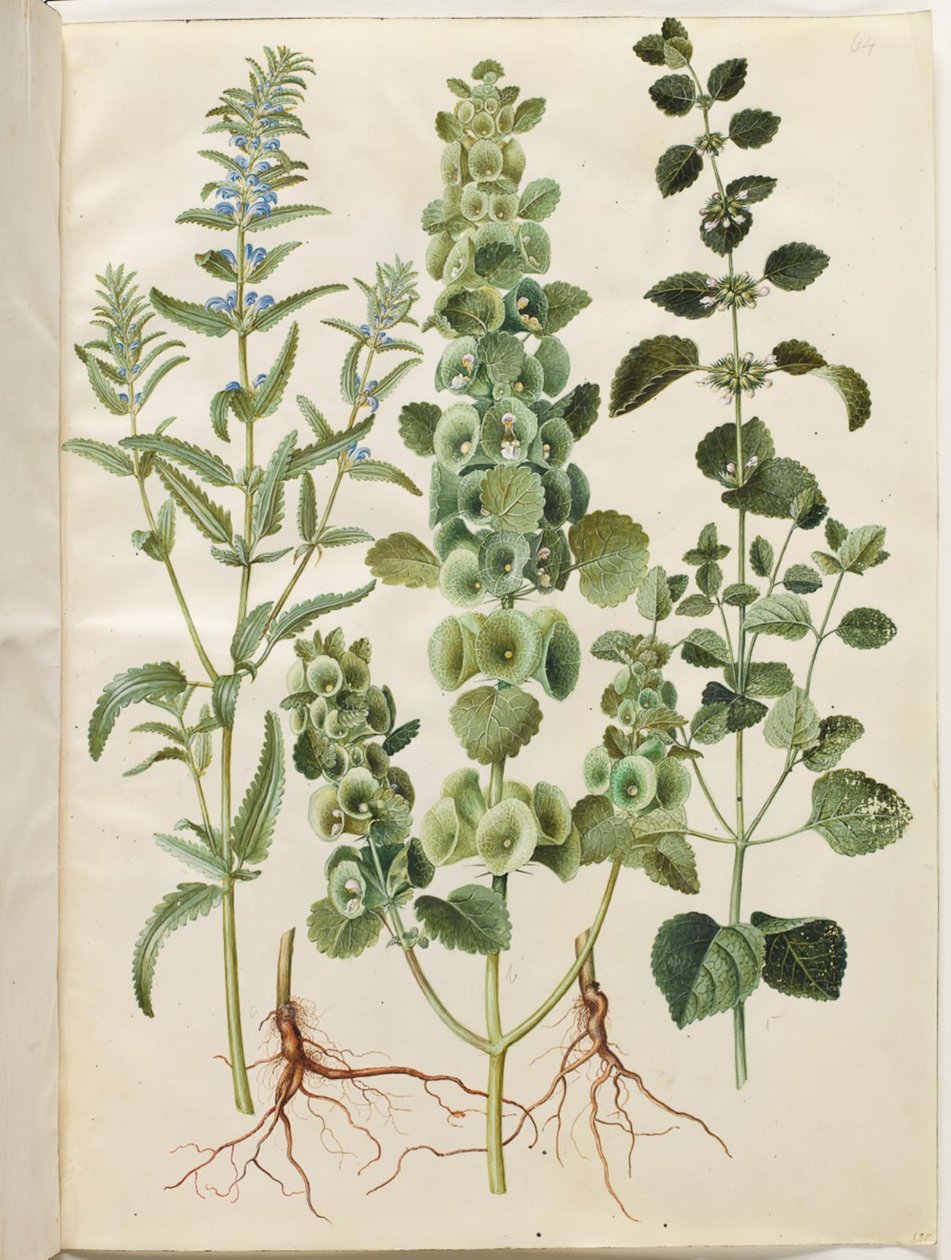 Dracocephalum moldavica (hlava moldavského draka); Moluccella spinosa (věžový nálevkovitý pohár); Meduňka lékařská (Melissa officinalis) od Hans Simon Holtzbecker