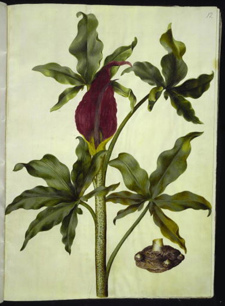 Dracunculus vulgaris (dračí kořen) od Hans Simon Holtzbecker