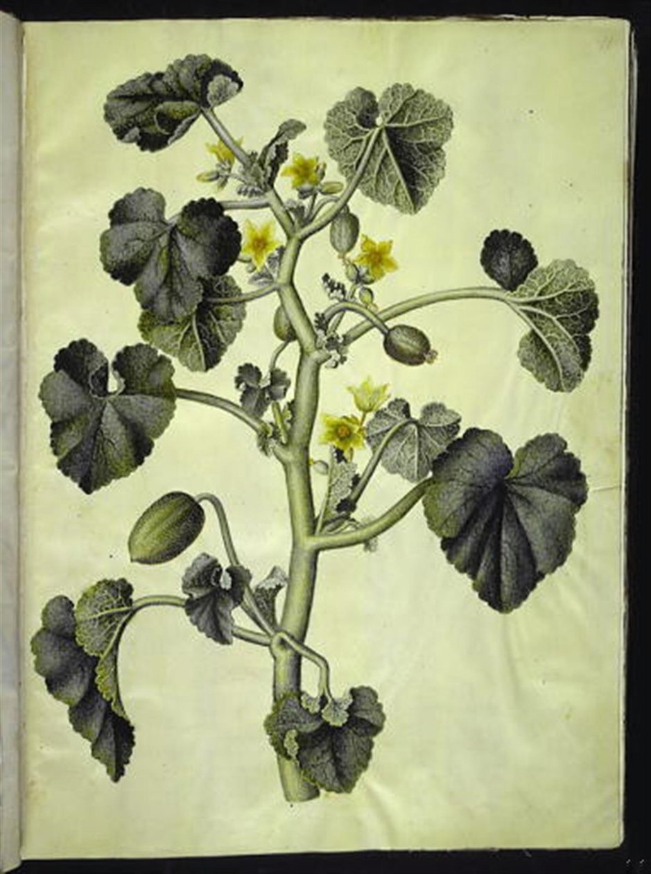 Ecballium elaterium od Hans Simon Holtzbecker