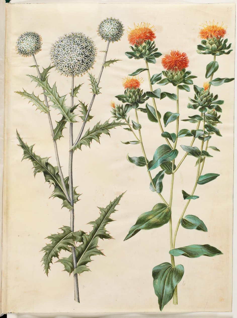 Echinops sphaerocephalus (almindelig tidselkugle); Barvení světlice barvířské (gul saflortidsel) od Hans Simon Holtzbecker