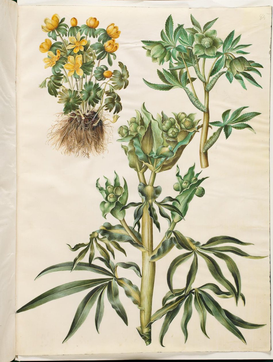 Eranthis zima (byla); Čemeřice zelená (grøn nyserod); Helleborus stinkus (smrad páchnoucí) od Hans Simon Holtzbecker